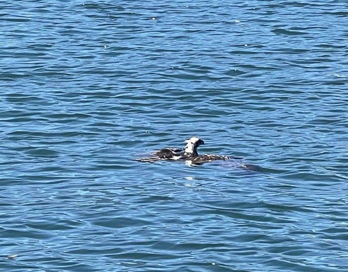 An osprey seen struggling in the water on Shuswap Lake. 