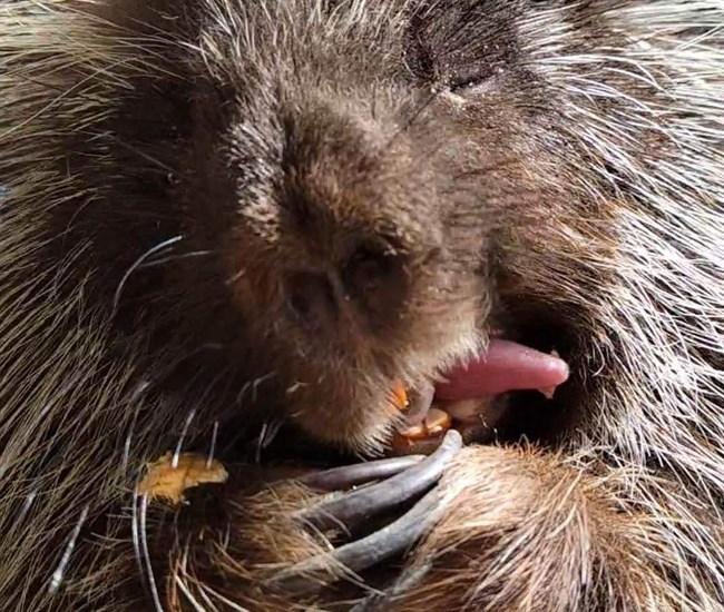 Porcupine eating snacks at wildlife park in Kamloops. 