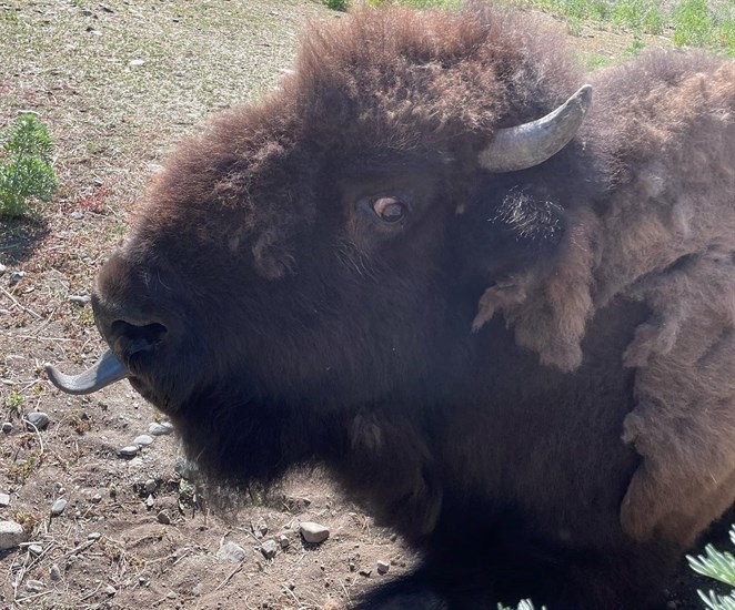 Bison at BC Wildlife Park. 