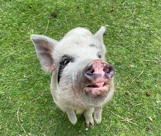 Pig with tongue out at BC Wildlife Park. 