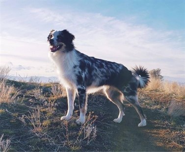 Lewy, the Australian Shepherd who found the bag of jewellery last winter. 