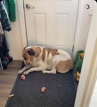 Cooper is seen waiting hopelessly at the door for his master to return home.