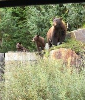 Three bears. 